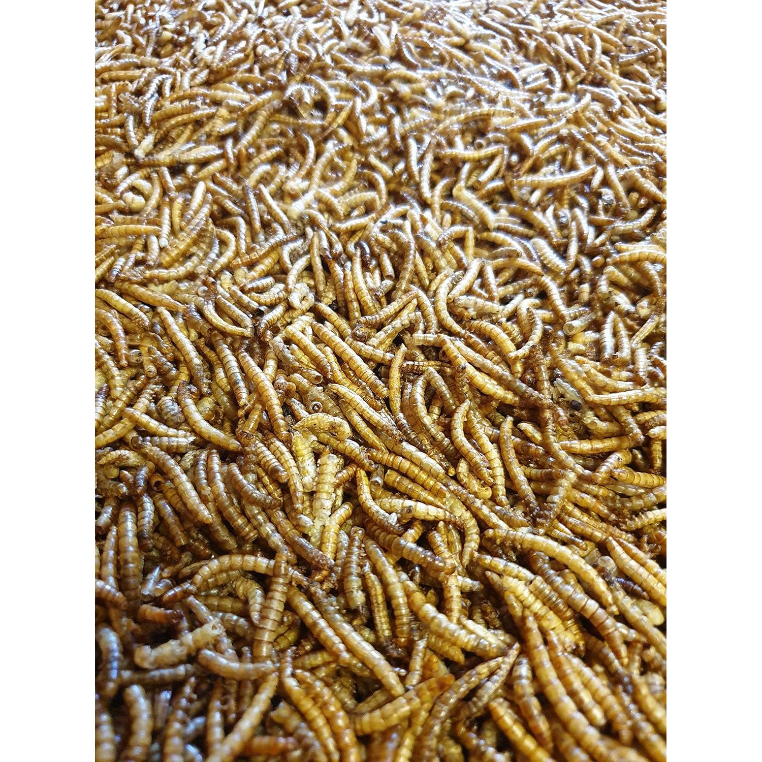 Premium Mealworms Wild Bird Food, Protein Food for All Species, Natural High Energy Feed, No Mess Bird Food for All Birds (2kg, Mealworms)