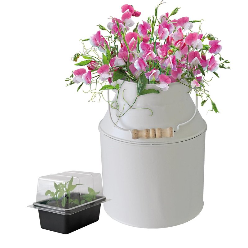 Pronto Seed Sweet Pea Growing Kit with Decorative Milk Churn Planter | Unique Gardening Gift for Women | Perfect Christmas or Birthday Flower Gift Set (Sweet Pea - Milk Churn Planter)