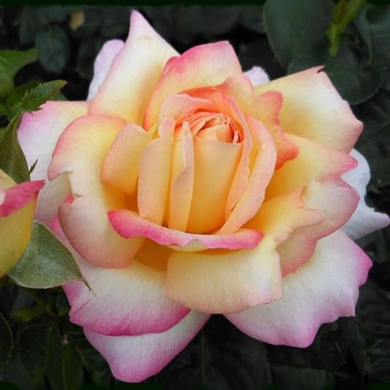 Rose Bush 'Peace' - Two-Toned Hybrid Tea Scented Rose Bush in 3 Litre Pot - Ready to Plant (1 Plant)