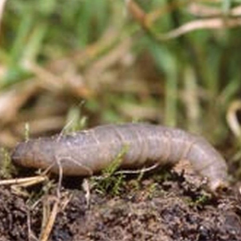 Nemasys Leatherjacket Killer Nematodes Treats 100sqm + Coarse Watering Can Rose