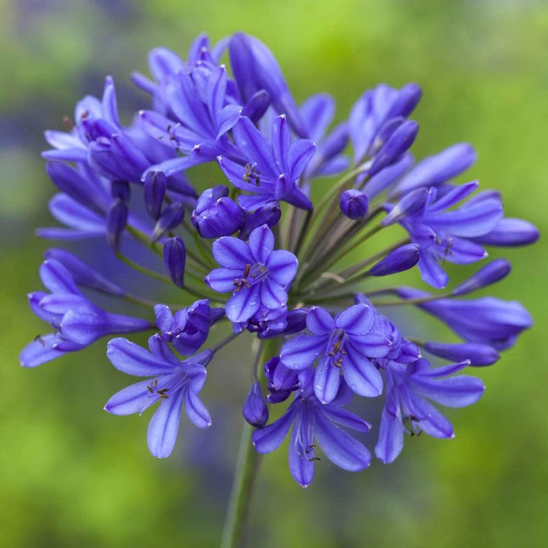 You Garden - 3 x Agapanthus Blue' (African Lily) in 9cm Pots - Garden Ready African Lily Plants in Nursery Pots Ready to Plant Out - Supplied as 3 x Established Plants for Gardens & Plant Pots