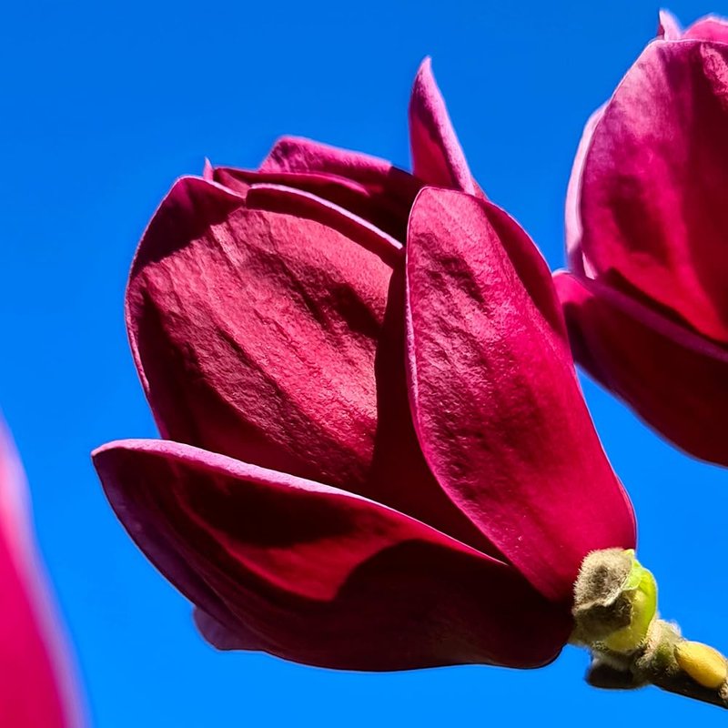 YouGarden Magnolia 'Genie', Established Plant in 2L Pot, Ready to Plant, Perfect for Cottage Gardens