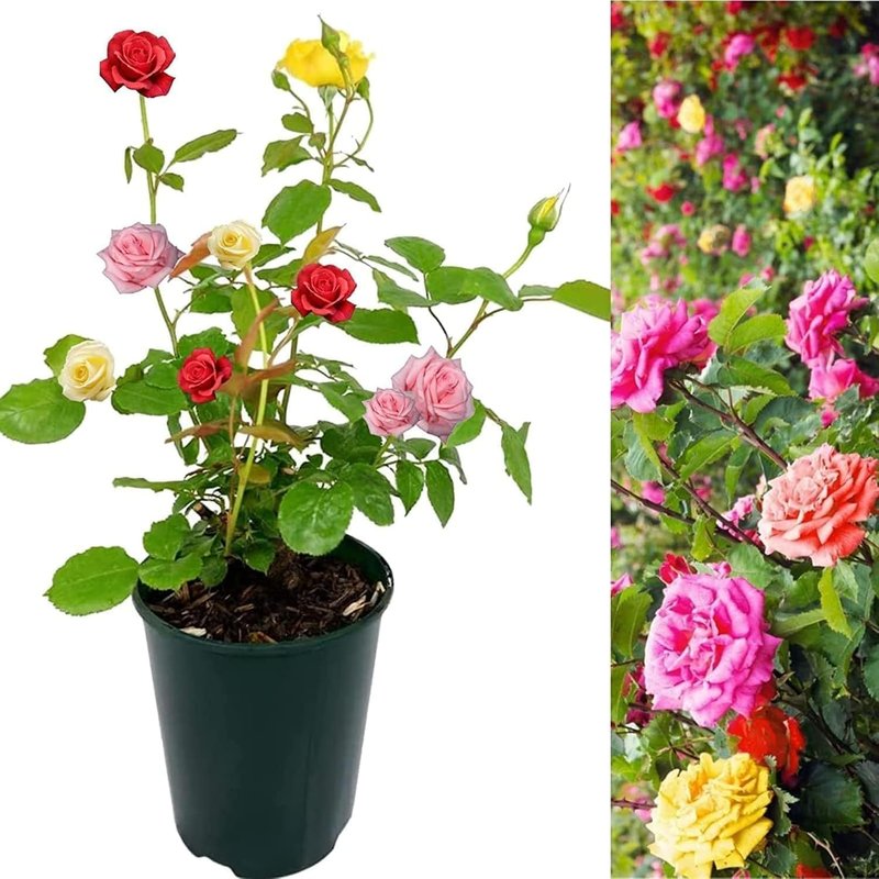 Carbeth Plants - 1 x Rose Bush Trio in 3 Litre Pot - Three Mixed Growing Rose Bushes in One Planter - Ideal for Beds, Borders or Patio Planting