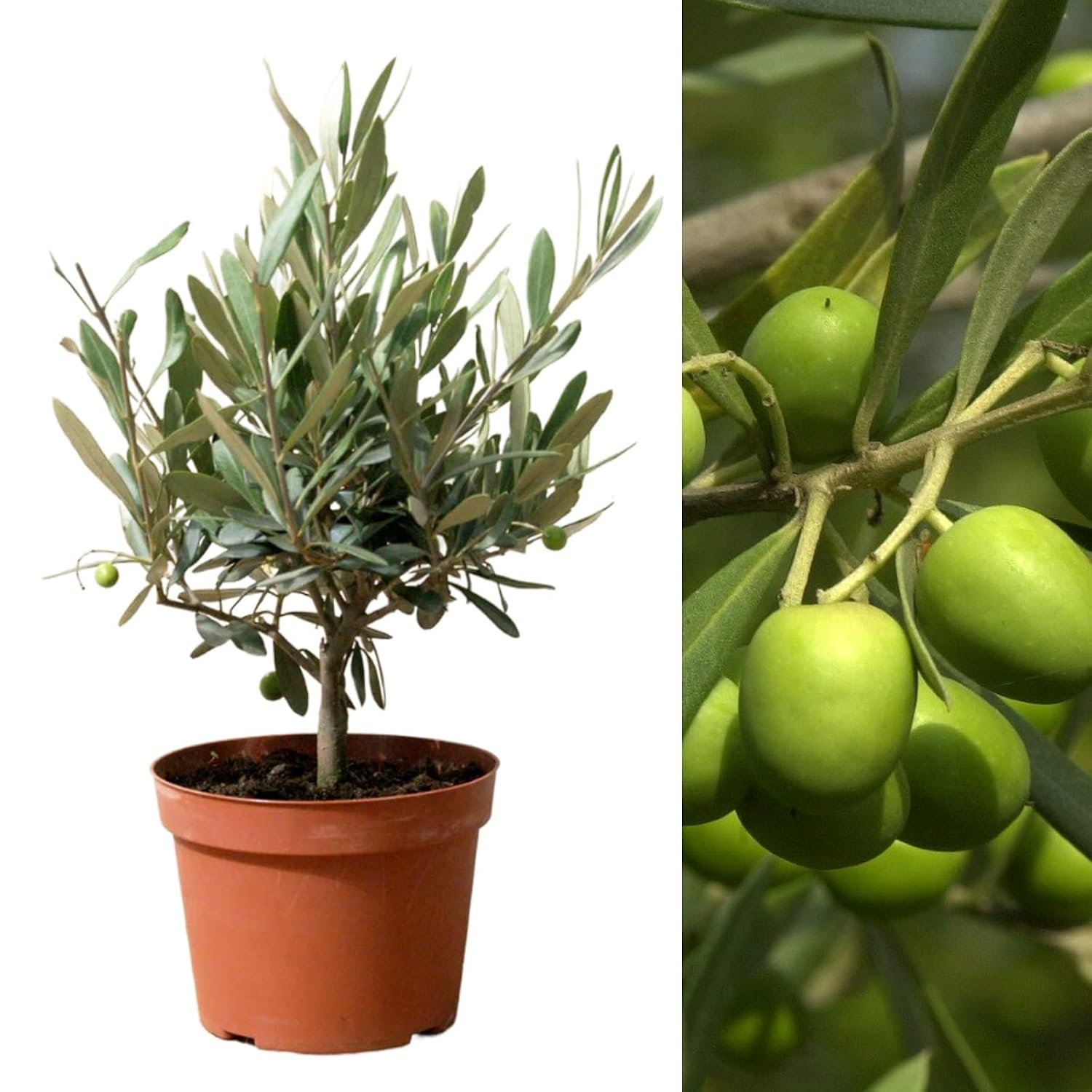Carbeth Plants Real Olive Tree on Stem - Olive Trees in 14cm Pots Outdoor 'Olea Europa' - Indoor and Outdoors Fruit Tree - Ideal Olives Gift for Gardening in Patio