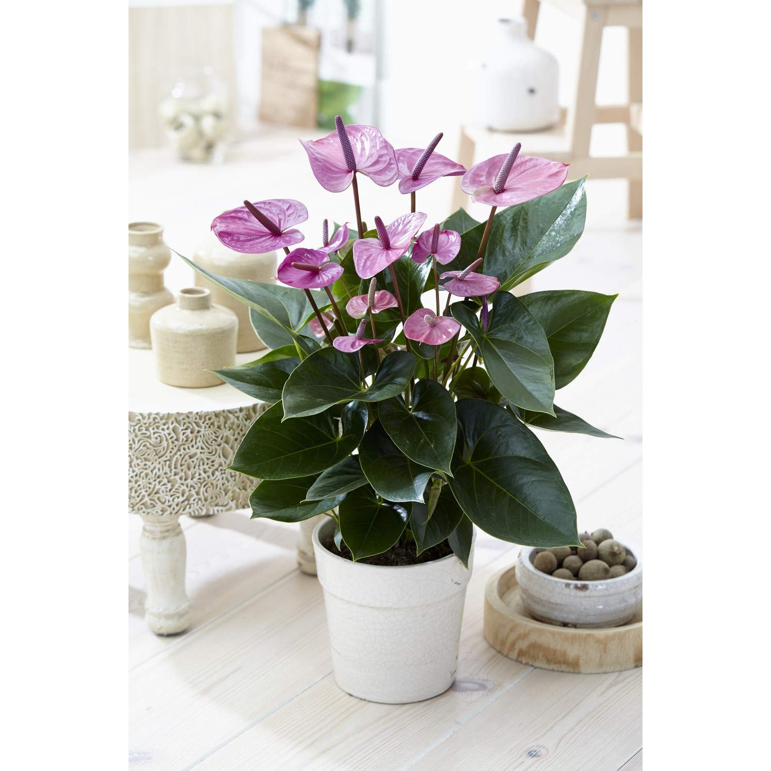 GardenersDream Purple Flamingo Anthurium Plant in Pot - Live Air Purifying Indoor Plants - Healthy Indoor House Plants for Desks and Shelves - Gifts for Plant Lovers (40-50 cm, incl. 13 cm Pot)