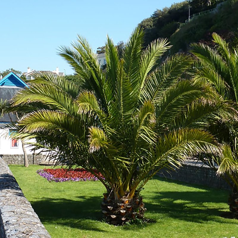 YouGarden Pair of Phoenix Palm Trees, 55-75cm Tall in 14cm Pots, Exotic Patio Plants Perfect for Gardens or Patios, Tropical Hardy Outdoor Plants, Garden Ready Mediterranean Palm Trees