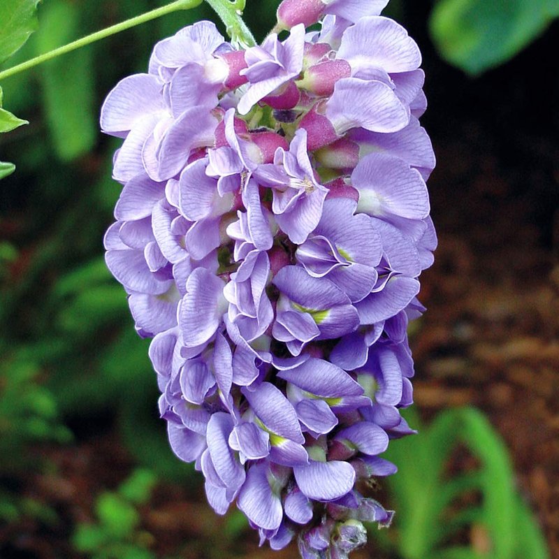 YouGarden Wisteria in 15cm Pot 'Amethyst Falls' Lilac Wisteria Plant Outdoor Garden Ready Perfect for Patios and Porches. Potted Plants for Garden