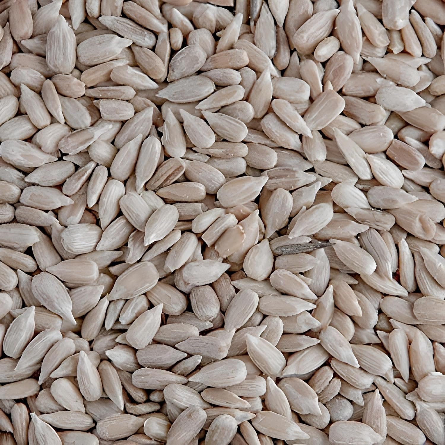 Leagrams Premium Sunflower Hearts (Sunflower Kernels) for Wild Birds – No Mess, High Oil, Bakery Grade High-Energy Feed (12.55kg) Bag
